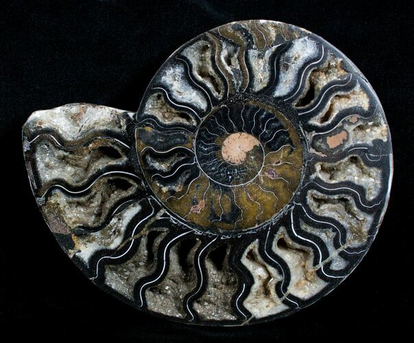 Beautiful Black Ammonite - Inches (Half) #3902